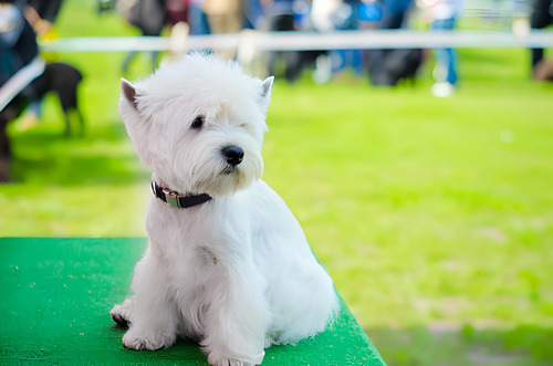 Cachorro Westyn Perro Westie Medellin Bogota Cali Puppy