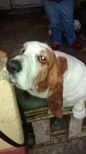 Vendo Filhotes De Bassethound Bicolor E Tricolor Entrego .