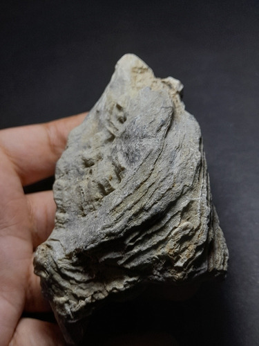 Piedra Natural Almeja Fòssil / Especimen