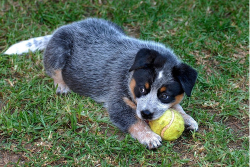 Cachorros Pastor Ganadero Australiano Disponibles Bogota