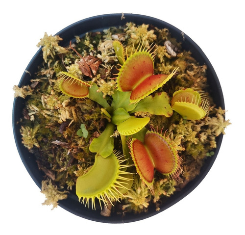 Planta Carnívora Venus Atrapamoscas Dionaea Muscipula B52