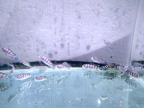 Pseudotropheus Demasoni X 5 - Peces Ciclidos Africanos
