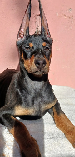 Doberman Cachorros Garantía Impresa De Salud Y Pureza Racial Golondrinos