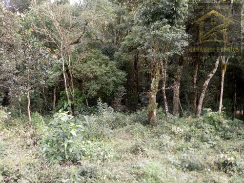 Imagem 6 de 14 de Chácara Com 10.000 M² Em Quatro Barras - Te00020 - 32463315