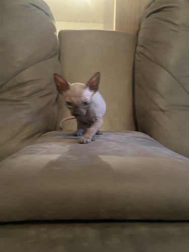 Gatita Esfinge Sphinx Egipcio