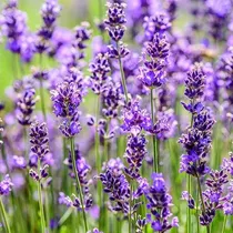 Comprar Semillas De Lavanda - Sobre De 50 Semillas