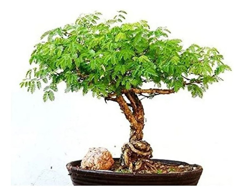 Semillas Acacias Bonsai Decoración Hogar Cultivo Plantar