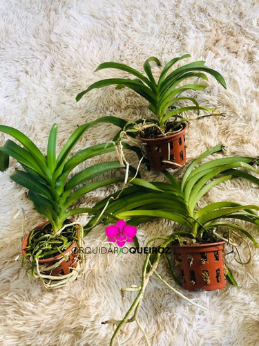 01 Muda Adulta De Orquidea Vanda Pronta Entrega Promocao | Parcelamento sem  juros