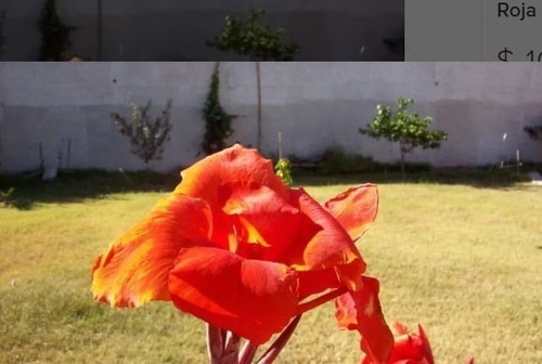 Imagen 2 de 2 de Plantas De Achira De Flor Roja Canna Indica Consulte Antes