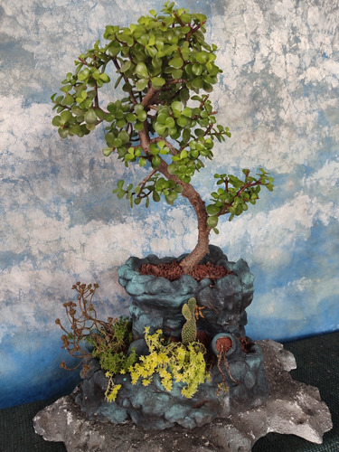 Bonsai De Portulacaria Afra 