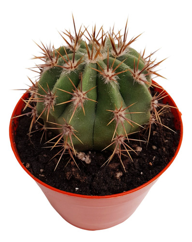 Ferocactus Suculenta Maceta Nº8