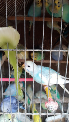 Imagen 1 de 4 de Pericos Australianos