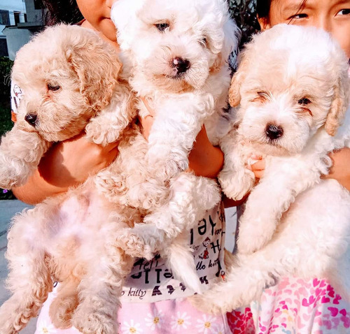 Poodle Toy Hermoss Bebes 