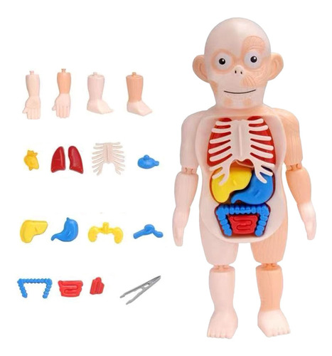 Brinquedo Infantil Modelo De Corpo Humano 3d Órgão Anatômico | Parcelamento  sem juros