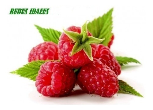 Imagem 4 de 7 de 15 Sementes De Framboesa Gigante Red Raspberry Rubus P/mudas
