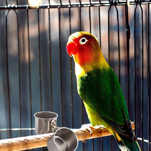 Plato De Comida Para Loros Tazas Dobles Para Alimentación De