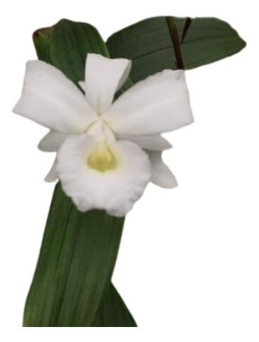 Orquídea Sobralia Sessilis