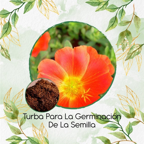 Turba Especial Para Semillas De Portulaca Grandiflora