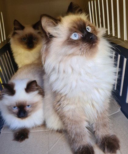 Persa Birmans