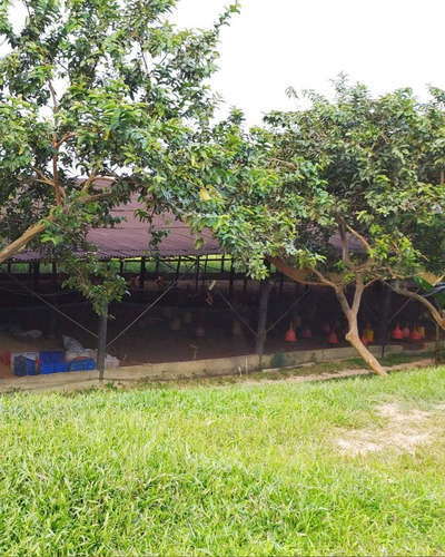 Imagen 12 de 14 de Se Vende Finca De 6,6 Has En Bejuma Carabobo