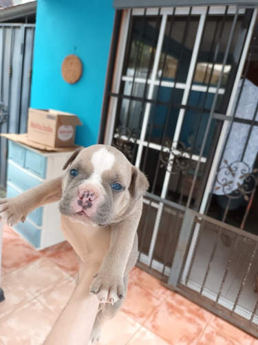 Imagen 3 de 9 de American Bully Pockets Con Pedigree