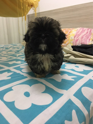 Filhote Shih Tzu
