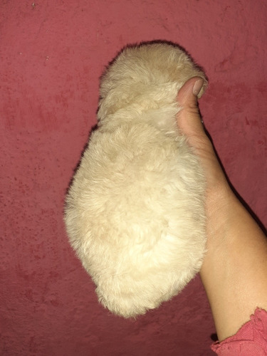 Imagen 4 de 7 de Caniche Listo Para Entregar