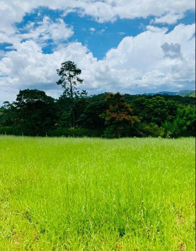 Imagem 3 de 14 de F15 - Lotes De Lançamento Otima Localização.