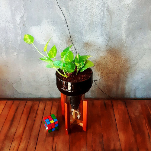 Imagen 7 de 10 de Scindapsus Little Plant 27 Con Soporte, Maceta Autorregante
