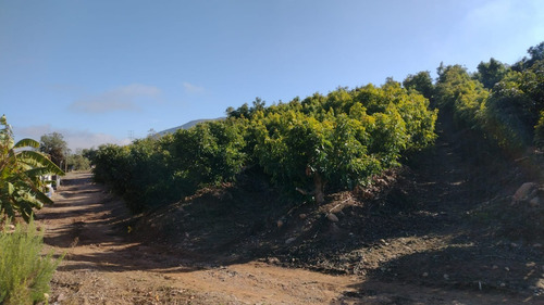 Fundo Productivo Palta Hass Con Derechos De Agua Y Estanques