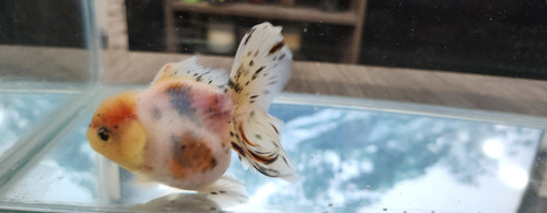Pez Oranda Cabeza De Leon .4 Calico Blanco