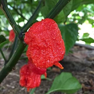 Wayland Chiles Carolina Reaper Seeds (rojo)