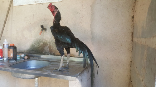 Ovos Galados De Galo Raca Tailandes Negro Puro