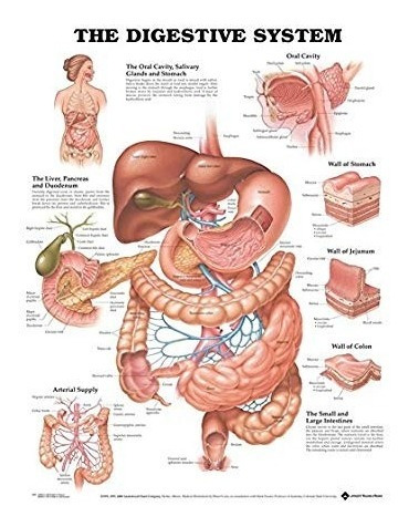 El Sistema Digestivo Anatómico Laminado Chart / Poster