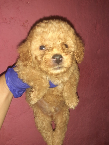 Imagen 3 de 7 de Caniches Hembras Apricot