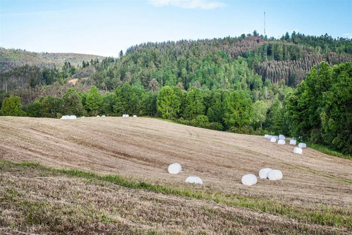 Parcela De 5000 M2 En Venta En Paillaco