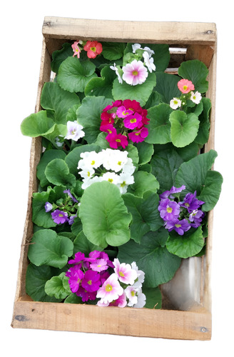 Primulas Cajon X 10 Variedad De Colores Excelentes! Variedad De Colores