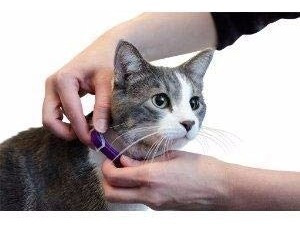 Collar Gatos Calmar Feromonas Sentry Kit X 3. Envio Gratis