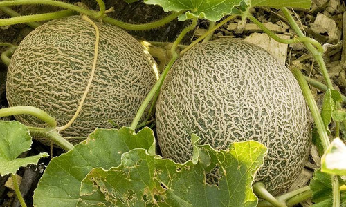 Semillas Melón Escrito