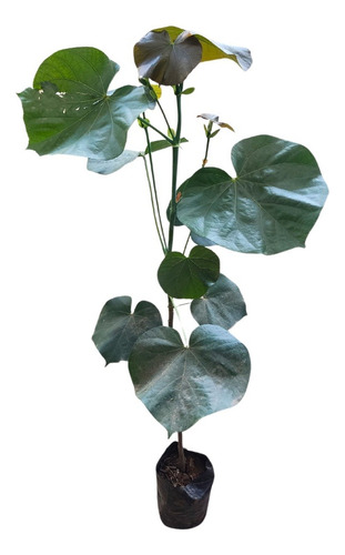 Planta Arbol De Jade Bonsai