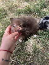 Comprar Pomerania Lulu Hembra Chocolate O Merle De Bolsillo !