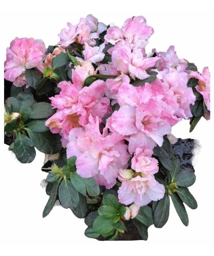 01 Azaléia Dobrada Rosa Claro Com Flores E Botões 30cm | Parcelamento sem  juros