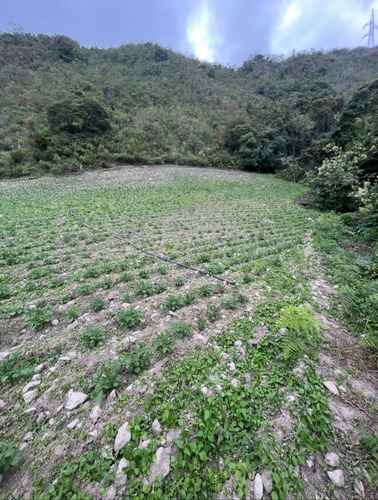 Venta Finca Uso Agrícola En Los Pavones Edo Trujillo
