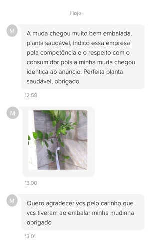 Muda Palmeira Rabo De Raposa (wodyetia Bifurcata) 1,3 Metros
