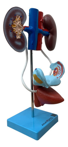 Sistema Urinário Fem. Rins Artéria E Veia Renal Útero Bexiga