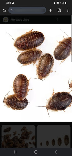 Dubia Alimento Y Comida Para Tu Mascota 1 A 2 Cm Son 45x