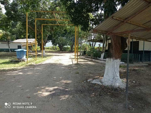 Finca De 12 Hectareas De Gallinas Ponedoras En Villa De Cura