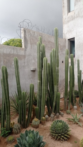 Cactus Marginatocereus Marginatus Planta 