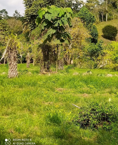 Imagen 10 de 15 de 5 Lotes De 4.95 Htas En Venta