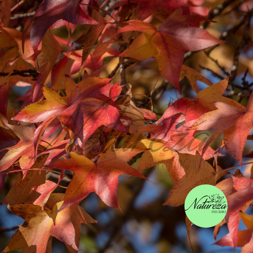 Árbol De Liquidambar Natureza Vivero Orgánico 